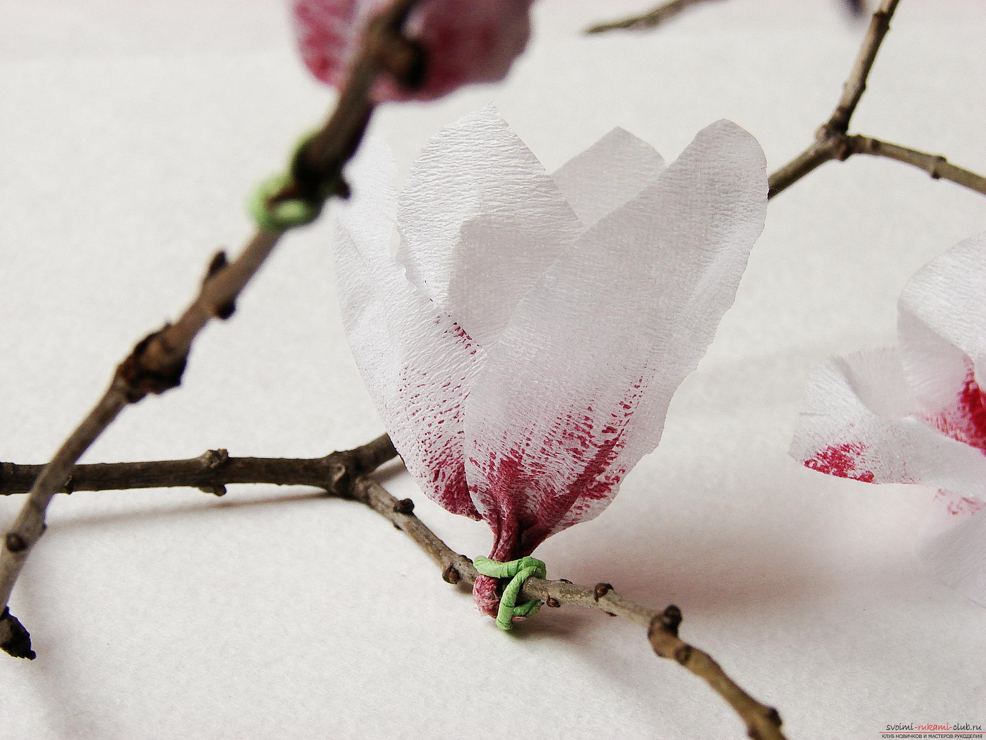 Мастер-класс с фото научит как делается магнолия - искусственные цветы из гофрированной бумаги своими руками.. Фото №18